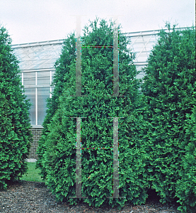 Picture of Thuja occidentalis 'Techny'