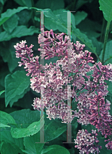 Picture of Syringa josikaea 'Royalty'