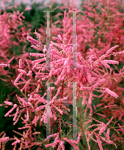 Picture of Tamarix ramosissima 'Pink Cascade'
