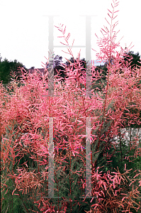 Picture of Tamarix ramosissima 'Pink Cascade'