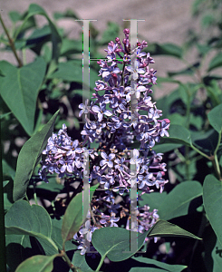 Picture of Syringa x 'Vulcan'