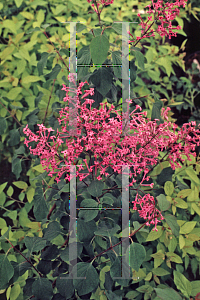 Picture of Syringa x 'George Eastman'