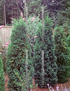 Picture of Thuja occidentalis 'Holmstrup'