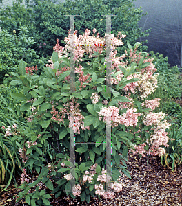 Picture of Syringa x prestoniae 'James Macfarlane'