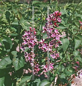 Picture of Syringa vulgaris 'Sensation'