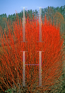 Picture of Cornus stolonifera 'Cardinal'