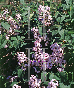 Picture of Syringa x hyacinthiflora 'Anabel'