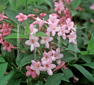 Picture of Weigela florida 'Boskoop Glory'