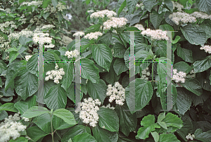 Picture of Viburnum dilatatum 'Erie'