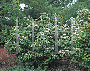 Picture of Viburnum dilatatum 'Erie'