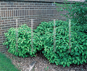 Picture of Viburnum plicatum 'Nana'