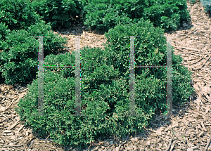 Picture of Thuja occidentalis 'Recurva Nana'