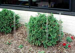 Picture of Thuja occidentalis 'Woodwardii'