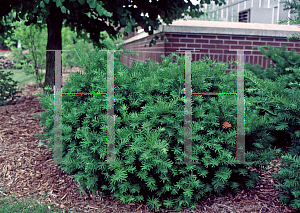 Picture of Taxus x media 'Densiformis'