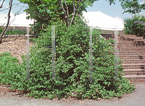 Picture of Ribes alpinum 'Green Mound'