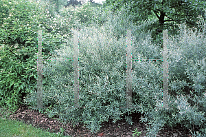 Picture of Salix purpurea 'Nana'
