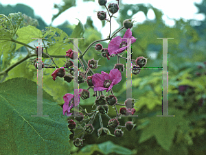 Picture of Rubus odoratus 