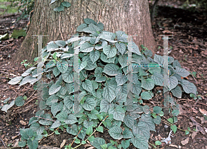 Picture of Schizophragma hydrangeoides 'Moonlight'