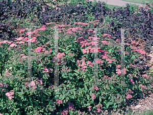 Picture of Spiraea japonica 'Frobelii'