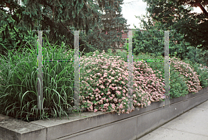 Picture of Spiraea japonica 'Little Princess'