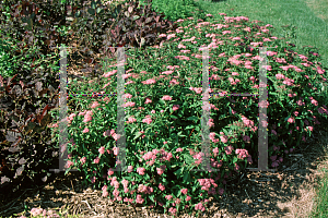 Picture of Spiraea japonica 'Norman'