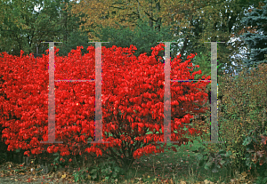 Picture of Euonymus alatus 'Select (Fire Ball)'