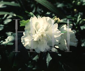 Picture of Hibiscus syriacus 'Jeanne d'Arc'