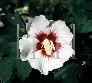 Picture of Hibiscus syriacus 'Red Heart'