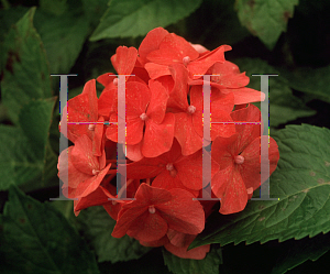 Picture of Hydrangea macrophylla 'Alpenglow'