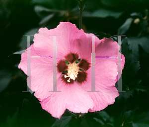 Picture of Hibiscus syriacus 'Pink Giant'