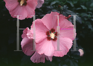 Picture of Hibiscus syriacus 'Aphrodite'