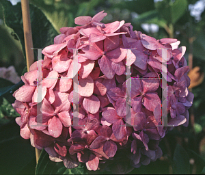 Picture of Hydrangea macrophylla 'Nigra'