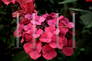 Picture of Hydrangea macrophylla 'Fasan(Teller Red)'