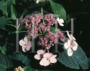 Picture of Hydrangea serrata 'Coerulea Lace'