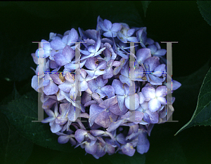 Picture of Hydrangea macrophylla 'Domotoi'