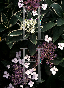 Picture of Hydrangea macrophylla 'Variegata'