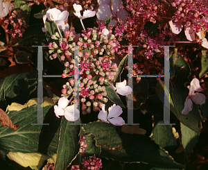 Picture of Hydrangea macrophylla 'Lemon Wave'