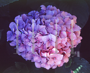 Picture of Hydrangea macrophylla 'Gartenbaudirektor Kuhnert'