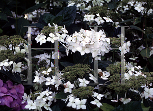 Picture of Hydrangea macrophylla 'Lararth White'