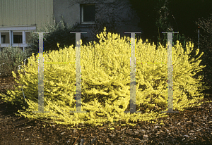 Picture of Forsythia x 'Courtasol (Gold Tide)'