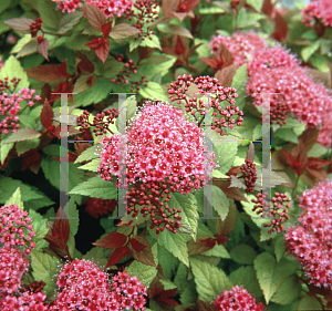 Picture of Spiraea japonica 'Magic Carpet'