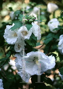 Picture of Hibiscus syriacus 'Williiam R. Smith'