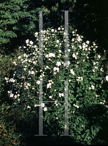 Picture of Hibiscus syriacus 'Blushing Bride'