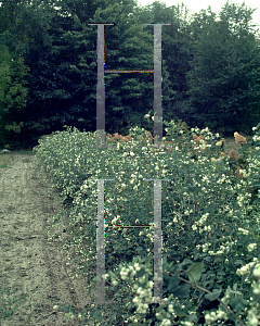 Picture of Symphoricarpos x doorenbosii 'White Hedge'