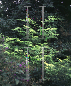 Picture of Sambucus racemosa 'Sutherland Gold'