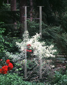 Picture of Sambucus nigra 'Pulverulenta'