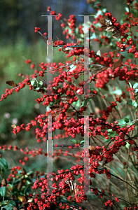 Picture of Symphoricarpos x doorenbosii 'Magic Berry'