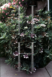 Picture of Hydrangea macrophylla 'Variegata'