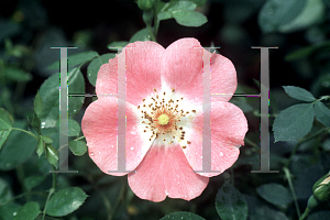 Picture of Rosa  'Meipoque (Pink Meidiland)'