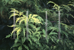 Picture of Sambucus racemosa 'Sutherland Gold'